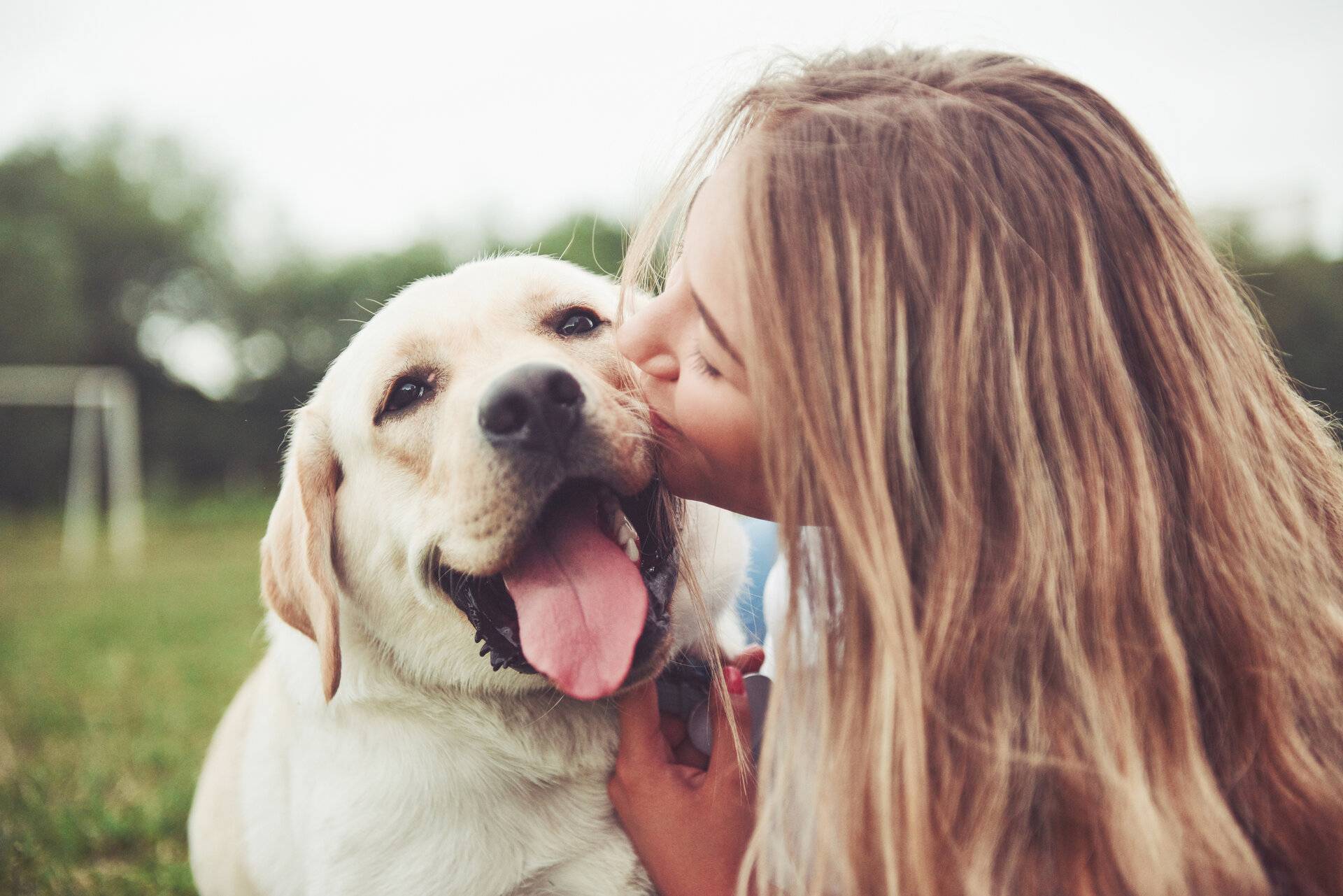 Mädchen mit einem schönen Hund in einem Park auf grünem Gras