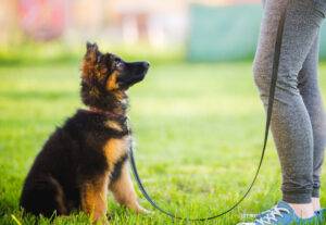 Deutscher Schäferhund Welpe hört auf Kommandos