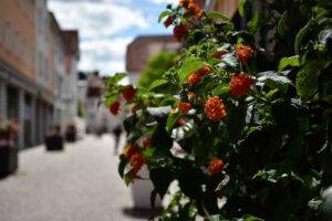 Blumen in einer städtischen Einkaufspassage