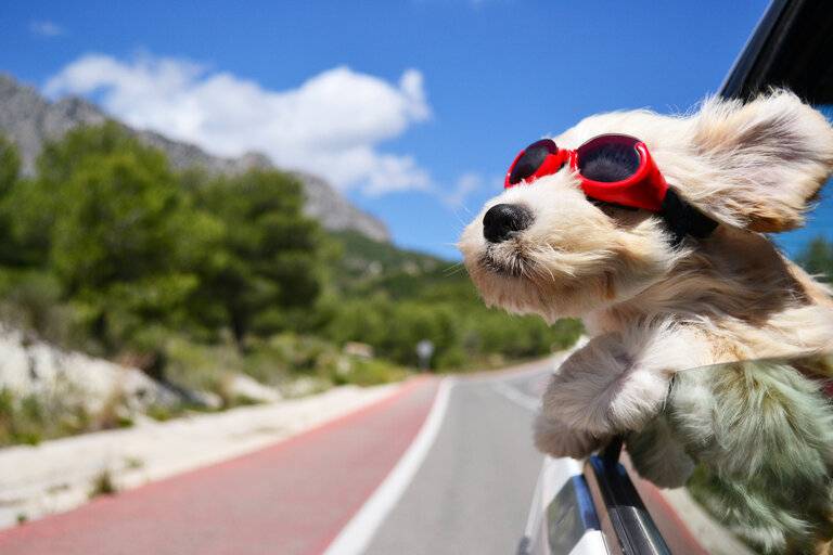 Hund mit Sonnenbrille guckt aus dem Auto während der Fahrt