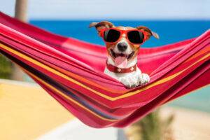 Hund entspannt sich in einer schicken roten Hängematte mit Sonnenbrille