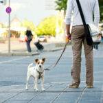 Cafés, Parks, Begegnungen – Stadttage mit Fellnasen planen