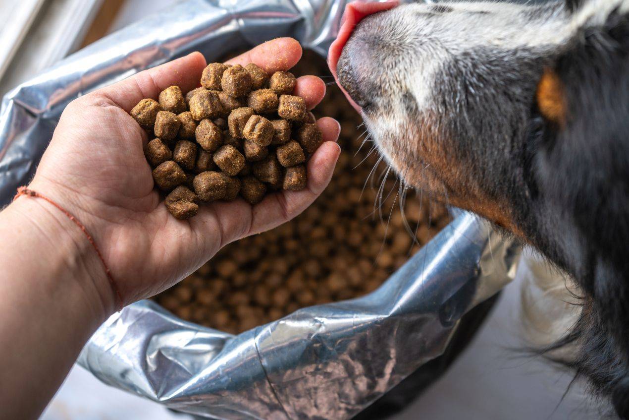 Nahaufnahme von Trockenfutter in der Hand – Hund schnuppert an Hundefutter fuer Allergiker im offenen Futtersack