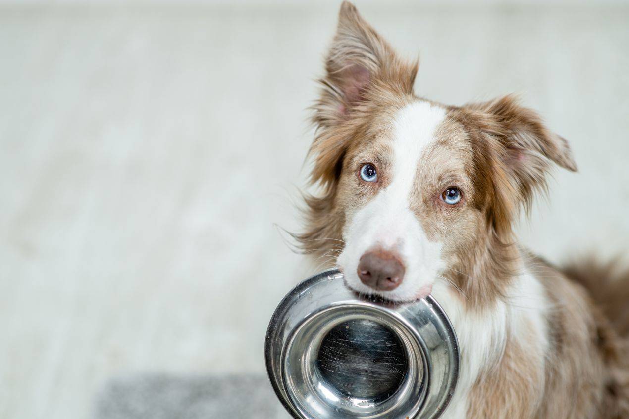 Hund mit leerem Napf im Maul – wartet auf hochwertiges Hundefutter fuer Allergiker im modernen Wohnumfeld
