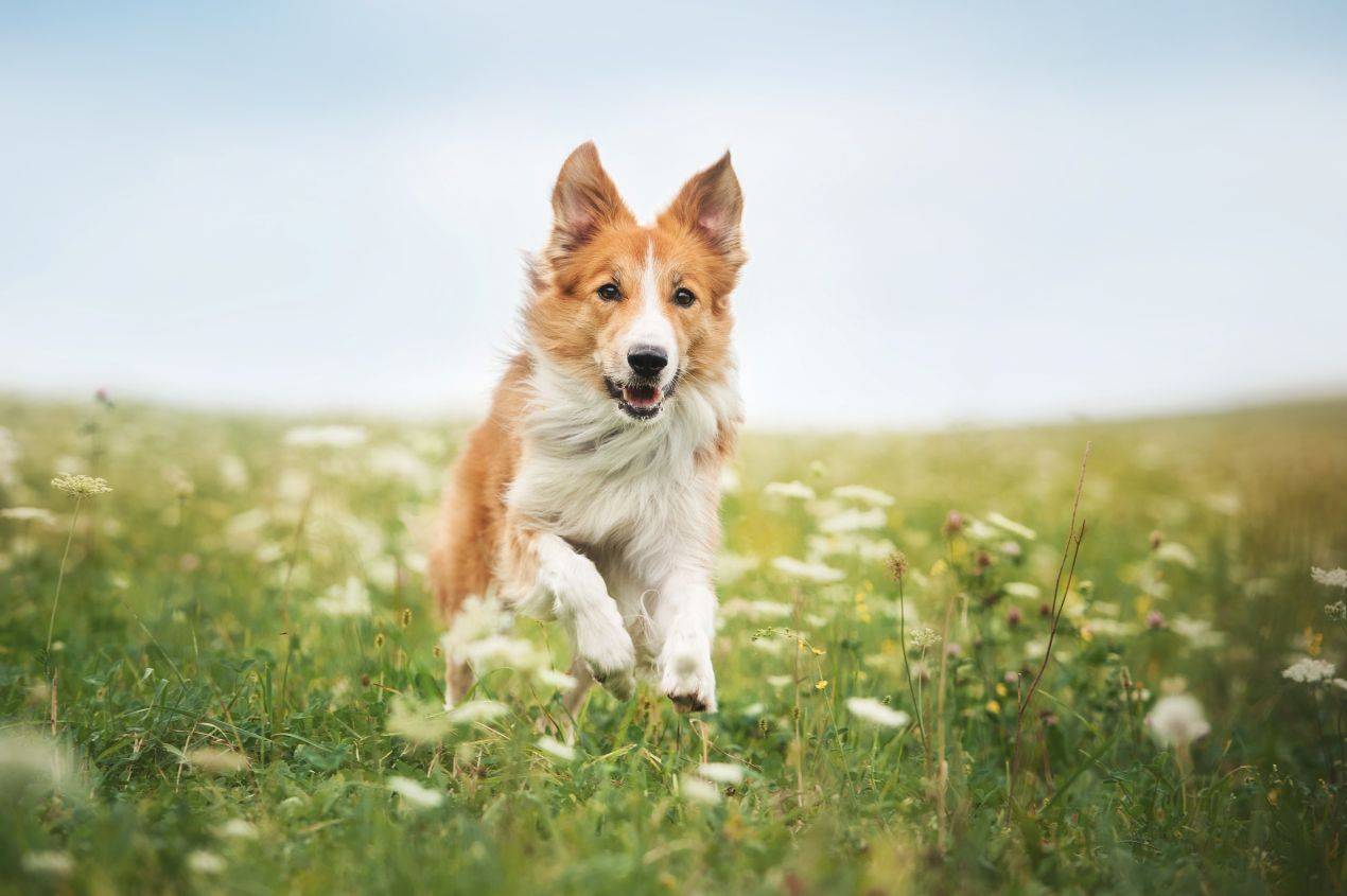 Aktiver Hund rennt ueber gruene Wiese – sichtbar gesund durch passendes Hundefutter fuer Allergiker